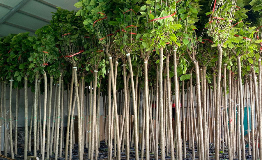 Arbori care vor fi plantati in Chiajna